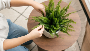 How to Arrange Artificial Plants and Christmas Trees for Good Feng Shui